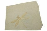 Fossil Dragonfly (Cymatophlebia?) - Solnhofen Limestone #227332-1